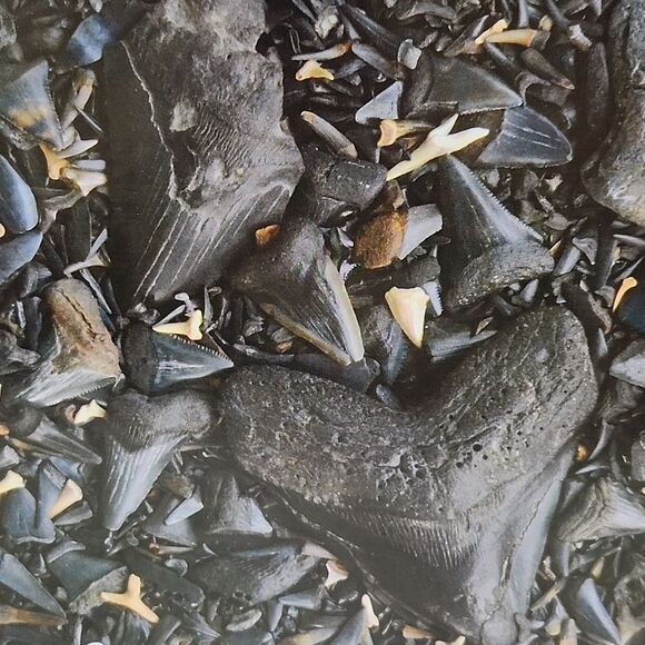 Fossilized Shark Teeth 550 Piece Puzzle - Picture 2 of 3